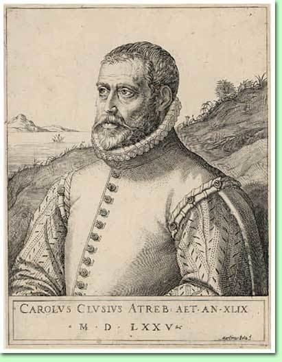 Carolus Clusius clusiusportretjpg
