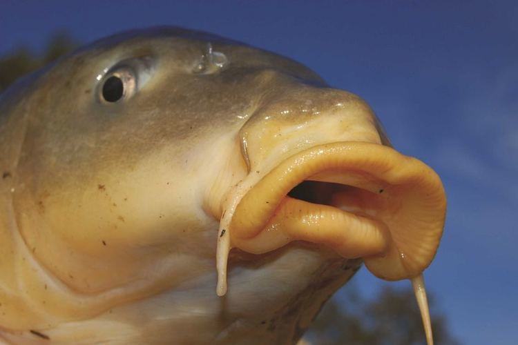 Carp carp ABC News Australian Broadcasting Corporation