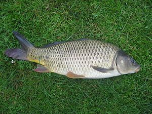 Carp httpsuploadwikimediaorgwikipediacommonsthu