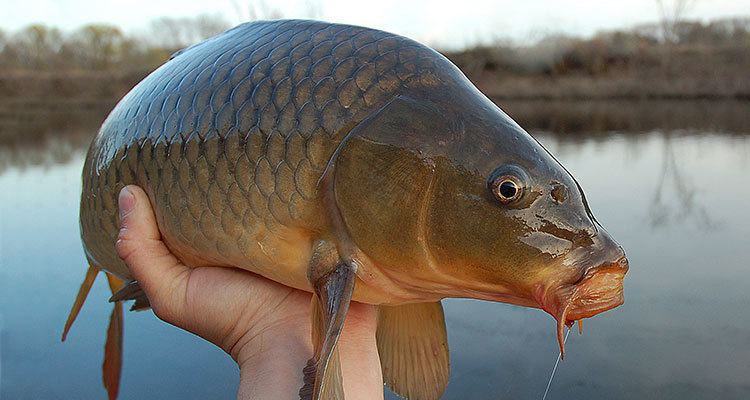 Carp Finding And Fooling Long Island39s Carp On The Water