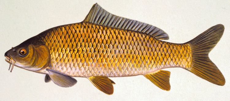 Carp Fish Details
