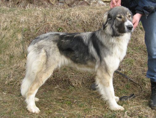 Carpathian Shepherd Dog Carpathian Shepherd Dog