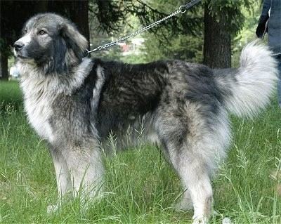 Carpathian Shepherd Dog wwwdogbreedinfocomimages12carpatinAroJPG