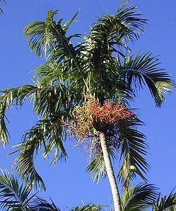 Carpentaria Carpentaria acuminata Palmpedia Palm Grower39s Guide