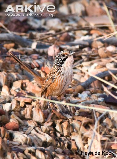 Carpentarian grasswren Carpentarian grasswren videos photos and facts Amytornis