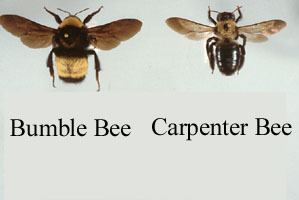 Carpenter bee Carpenter Bee Identification and Signs