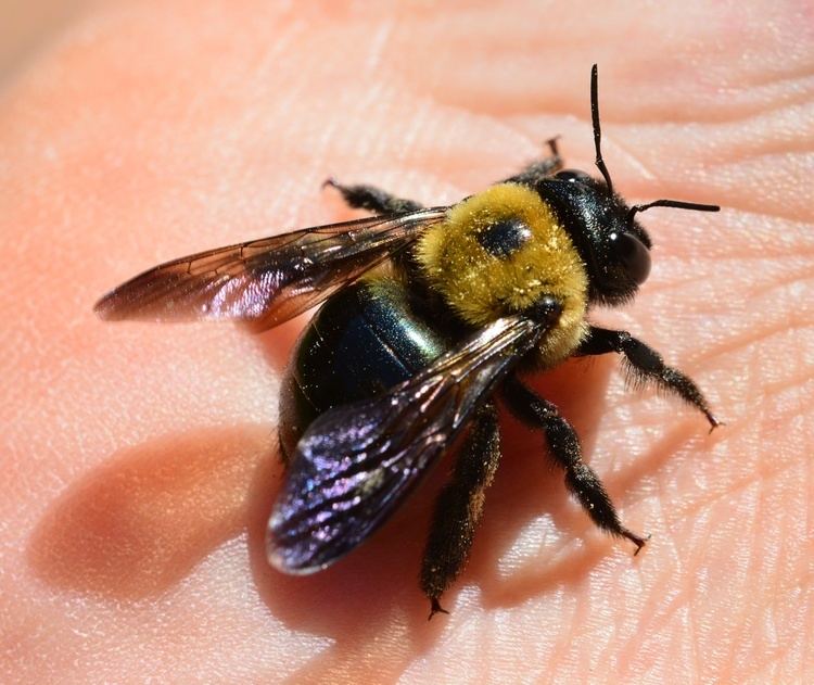 Carpenter bee How To Deal with Carpenter Bees