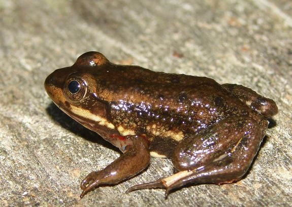 Carpenter frog Wildlife Field Guide for New Jersey39s Endangered and Threatened