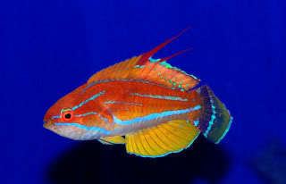 Carpenter's flasher wrasse Carpenter39s Flasher Wrasse 1899ea The Reef Tank