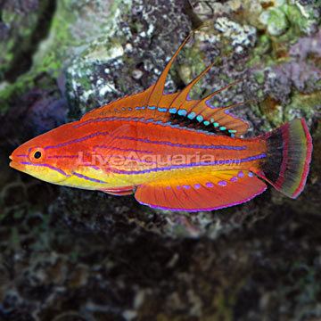 Carpenter's flasher wrasse Carpenter39s Flasher Wrasse