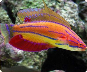 Carpenter's flasher wrasse McCosker39s Flasher Wrasse 55 gal min Male Alternate option