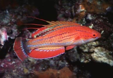 Carpenter's flasher wrasse Buy Carpenters Flasher Wrasse Online at Aquarium Warehouse