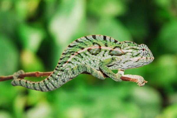 Carpet chameleon Carpet Chameleons For Sale Buy Carpet Chameleons FL Chams