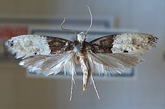 Carpet moth httpsuploadwikimediaorgwikipediacommonsthu