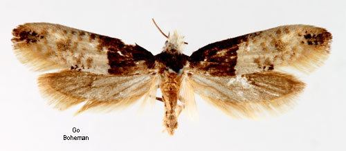 Carpet moth Trichophaga tapetzella Insecta Lepidoptera Tineidae