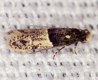Carpet moth Moth Photographers Group Trichophaga tapetzella 0413