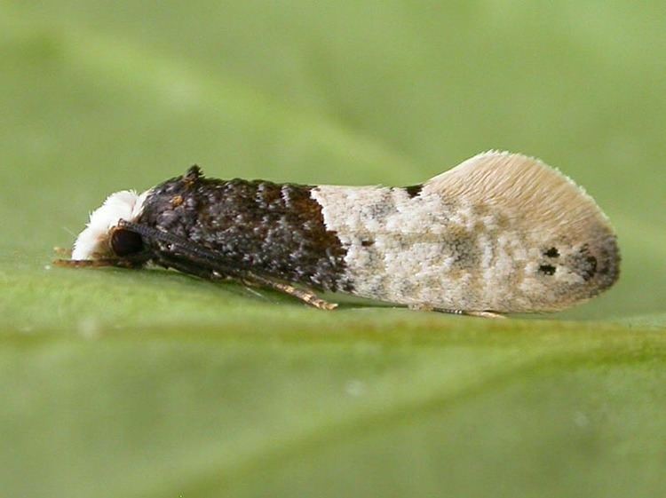 Carpet moth Tapestry Moth Trichophaga tapetzella UKMoths
