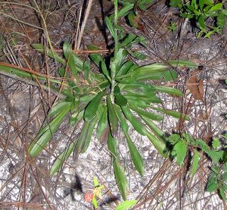 Carphephorus Carphephorus corymbosus Coastal Plain Chaffhead Discover Life