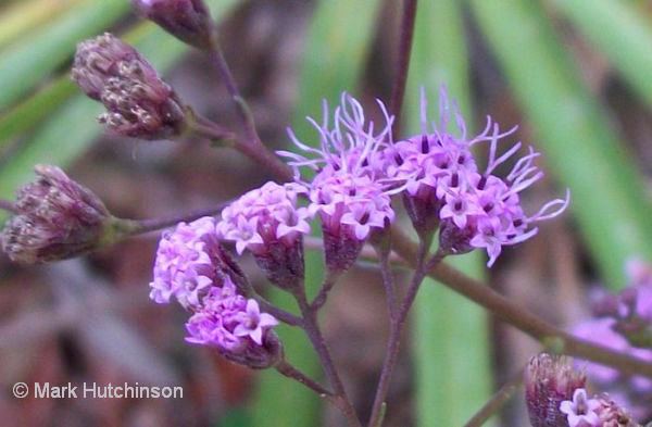 Carphephorus Florida Native Plant Society