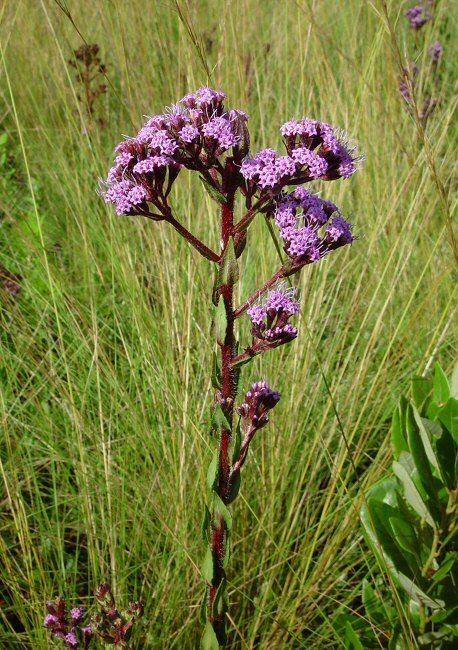 Carphephorus Carphephorus tomentosus page