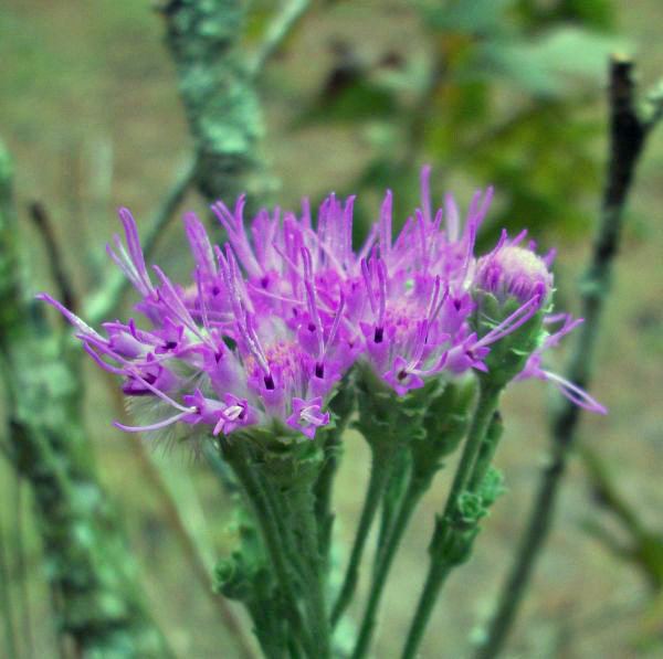 Carphephorus Florida Native Plant Society