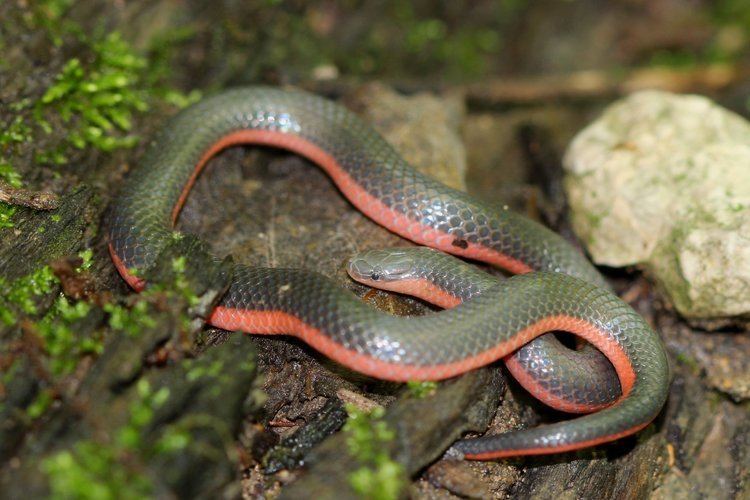 Carphophis Western Worm Snake Carphophis vermis Reptiles and Amphibians of Iowa
