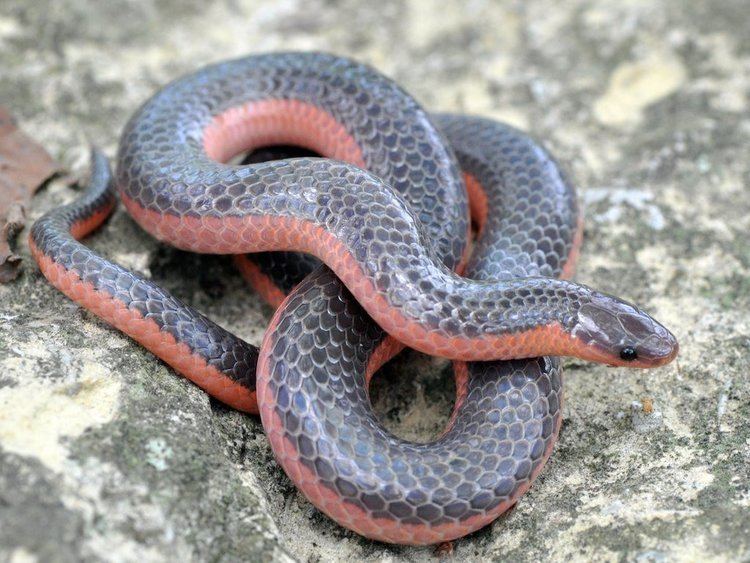 Carphophis Western Worm Snake Carphophis vermis Reptiles and Amphibians of Iowa