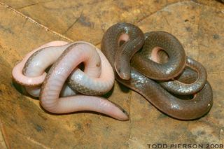 Carphophis Carphophis amoenus Midwest Worm Snake Discover Life mobile