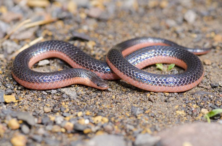 Carphophis Carphophis Herping the West The Photography and Adventures of