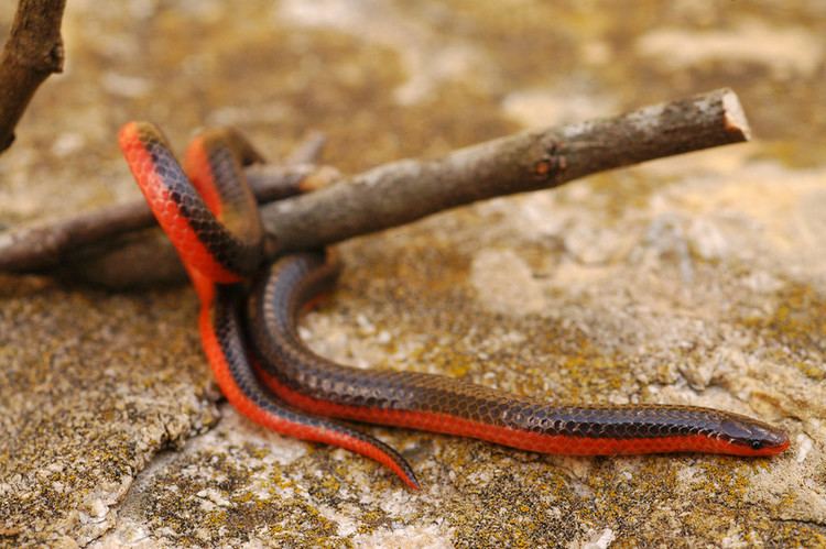 Carphophis vermis Snakes HockingPhotography