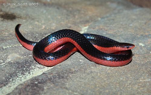 Carphophis vermis 1000 images about Snakes that don39t eat mice on Pinterest
