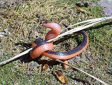 Carphophis vermis httpsuploadwikimediaorgwikipediacommonsthu