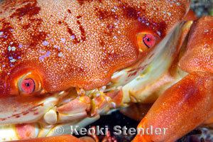 Carpilius convexus Convex Crab Carpilius convexus