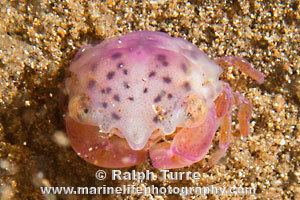 Carpilius convexus Convex Crab Carpilius convexus