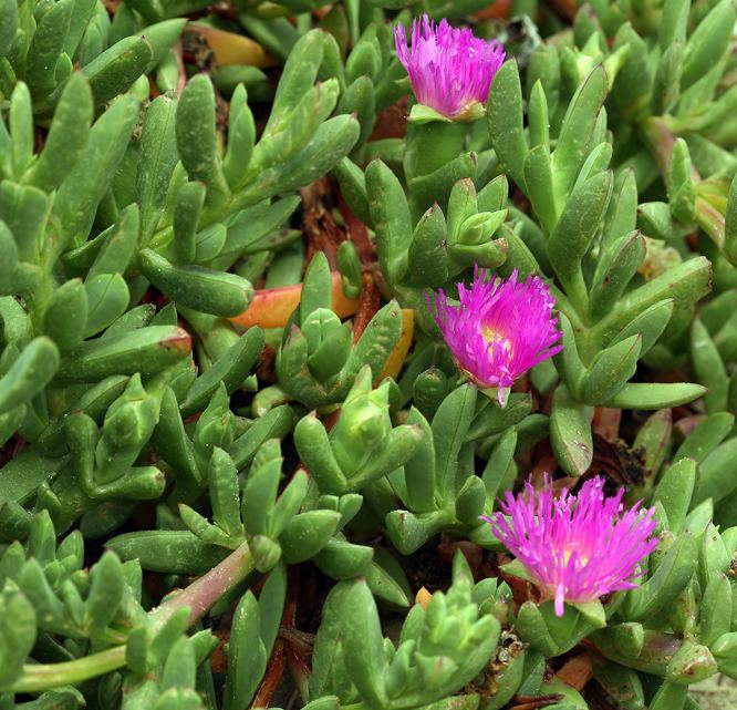 Carpobrotus chilensis Carpobrotus chilensis Sea fig Mesembryanthemum chilense