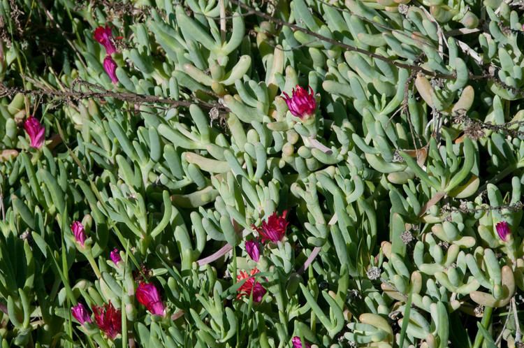 Carpobrotus chilensis Carpobrotus chilensis Sea Fig