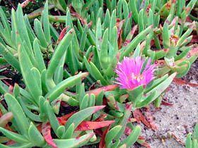 Carpobrotus glaucescens Carpobrotus glaucescens New Zealand Plant Conservation Network