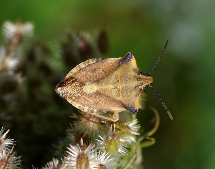 Carpocoris Carpocoris fuscispinus Wikiwand