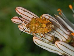 Carpocoris Carpocoris purpureipennis Wikipedia