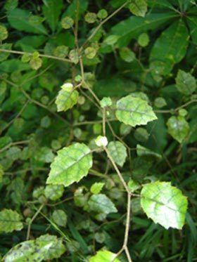 Carpodetus serratus Carpodetus serratus New Zealand Plant Conservation Network