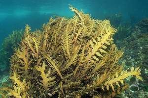 Carpophyllum maschalocarpum Brown seaweeds