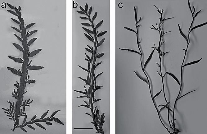 Carpophyllum maschalocarpum Typical morphology of a Carpophyllum maschalocarpum b