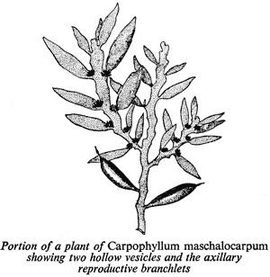 Carpophyllum maschalocarpum Carpophyllum maschalocarpum Te Ara Encyclopedia of New Zealand