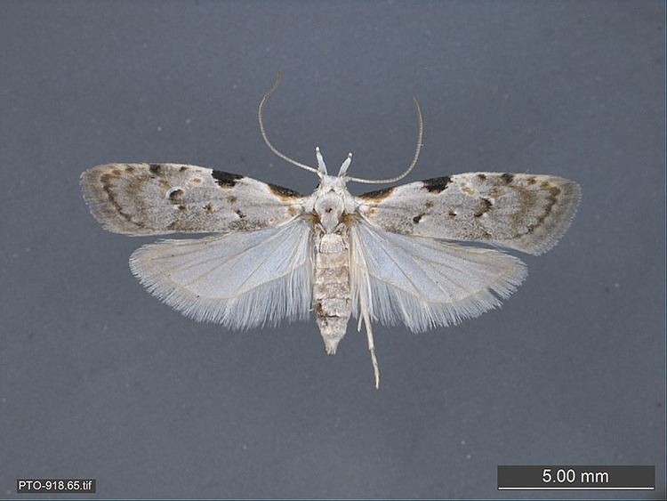 Carposinidae httpsnatureberkeleyeduoboyski67Lepidoptera