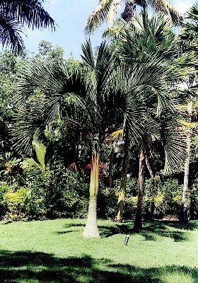 Carpoxylon Carpoxylon macrospermum Palmpedia Palm Grower39s Guide