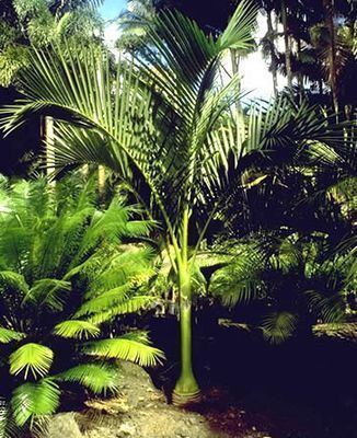Carpoxylon Carpoxylon macrospermum Palmpedia Palm Grower39s Guide