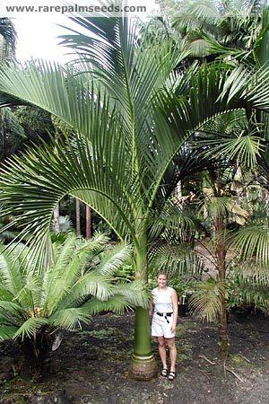 Carpoxylon Carpoxylon macrospermum buy seeds at rarepalmseedscom