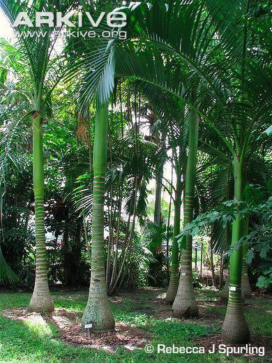 Carpoxylon Carpoxylon palm photo Carpoxylon macrospermum G73949 ARKive