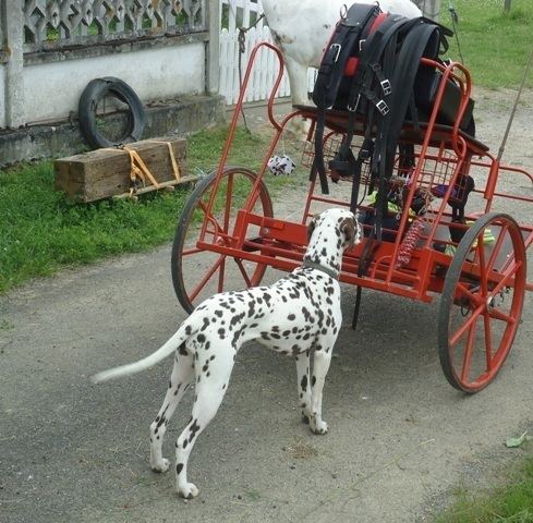 Carriage dog Training BCDS