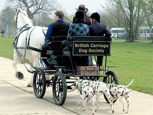 Carriage dog British Carriage Dog Society joins parade